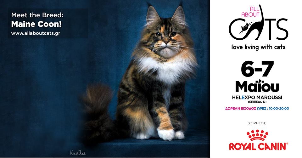 Maine Coon