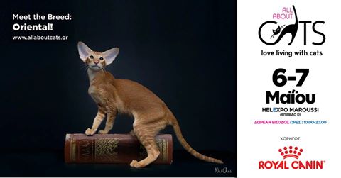 Oriental Shorthair