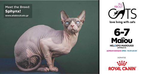 sphynx