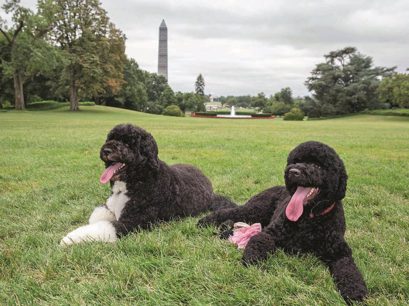 Obama New Dog