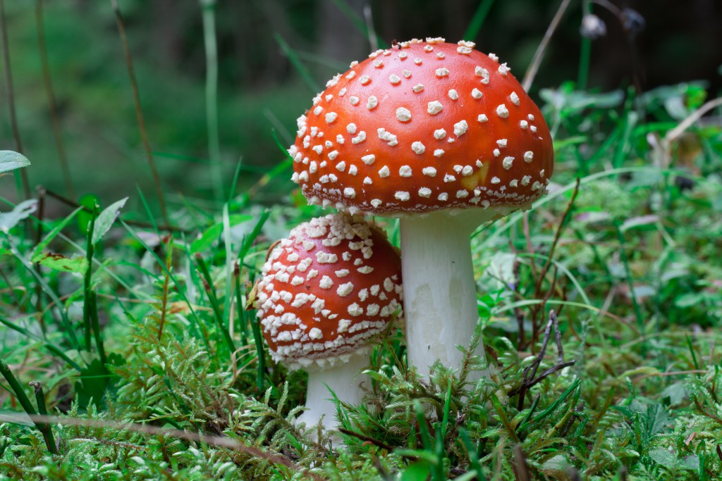 shutterstock_593122532