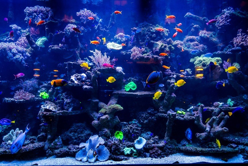 sexy fish clumsies