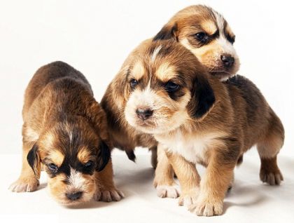 dogs3