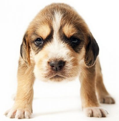 dogs4