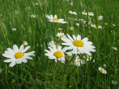 hd-white-flower-spring-wallpaper