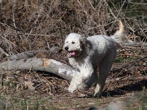 Goldendoodle
