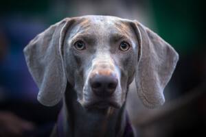 Weimaraner