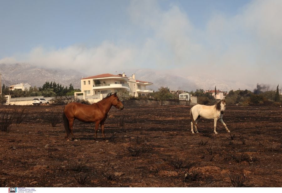 Φωτιά άλογα Ανάβυσσος