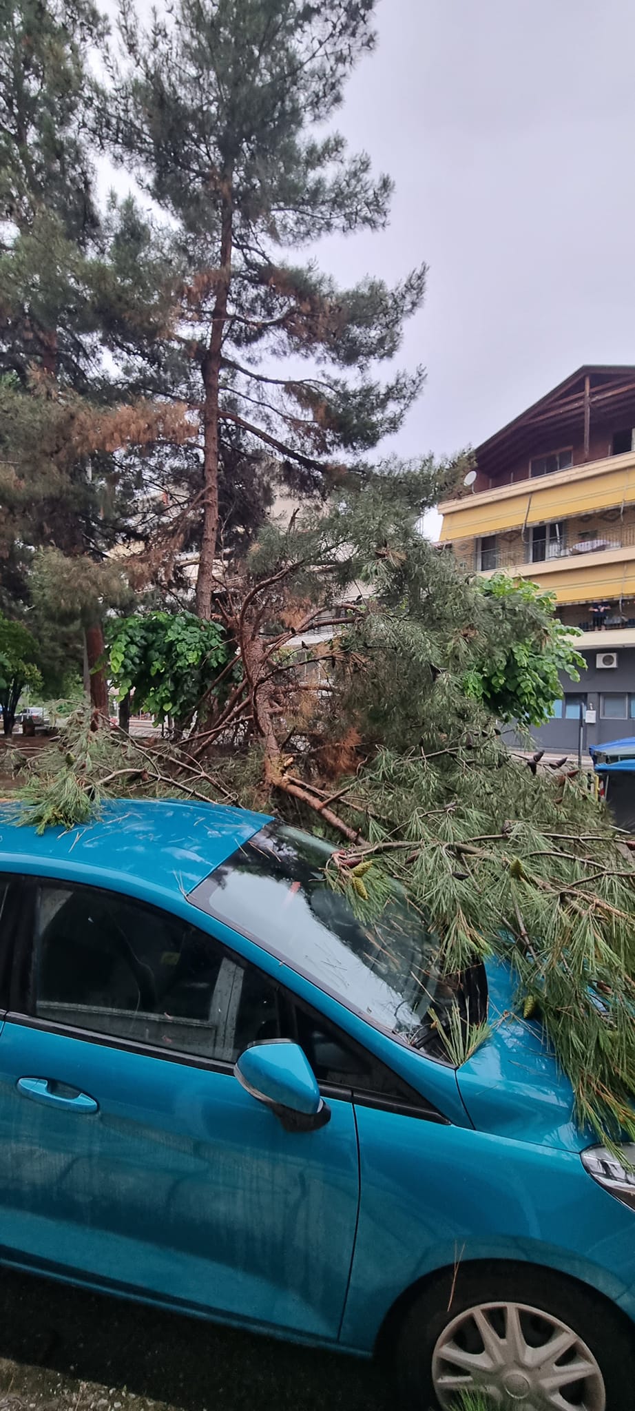 Πτολεμαΐδα πτώση δένδρου