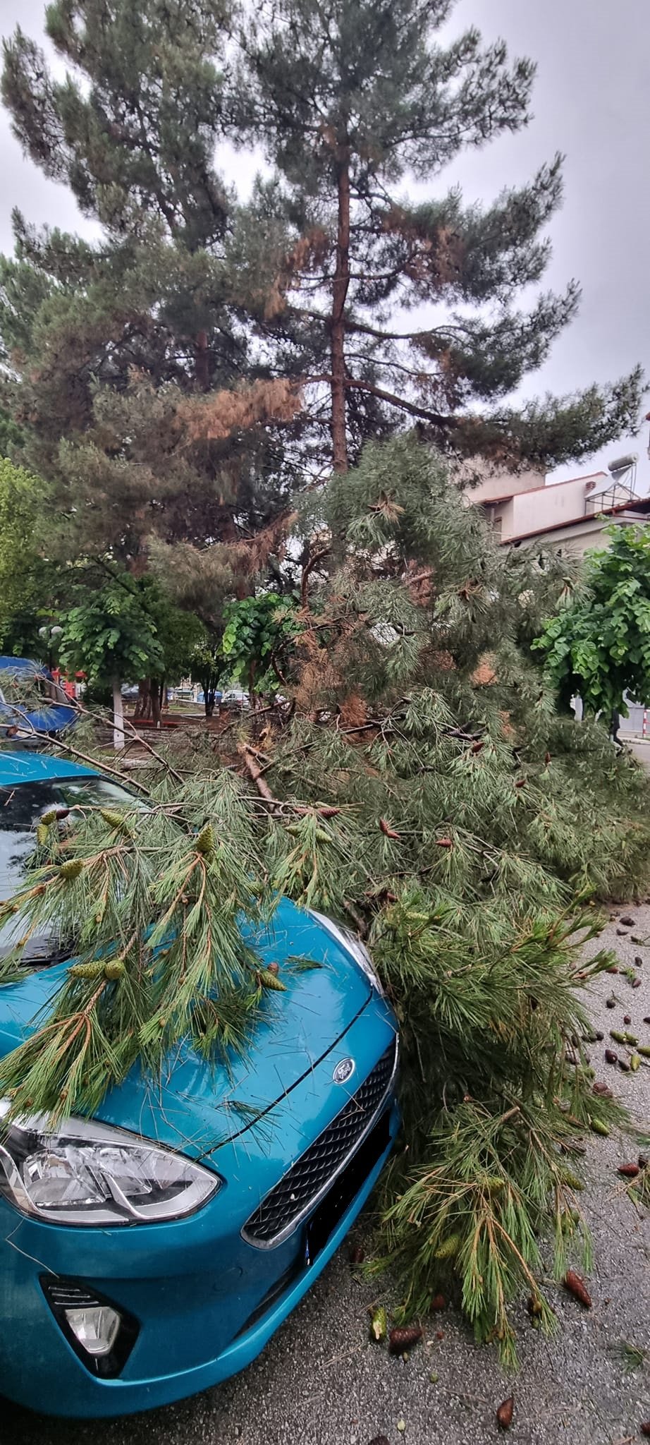 Πτολεμαΐδα πτώση δένδρου