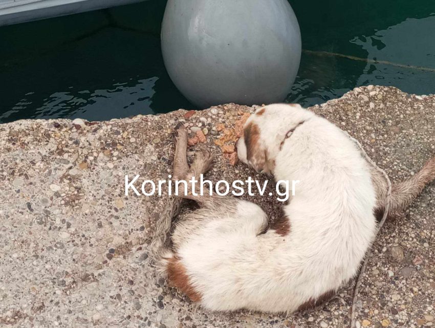 Ισθμός: Σκύλος έπεσε στο κανάλι