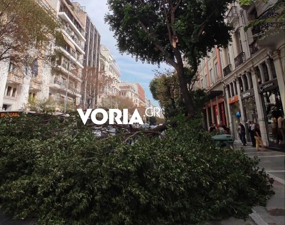 Θεσσαλονίκη, Τσιμισκή, κλαδί δέντρου