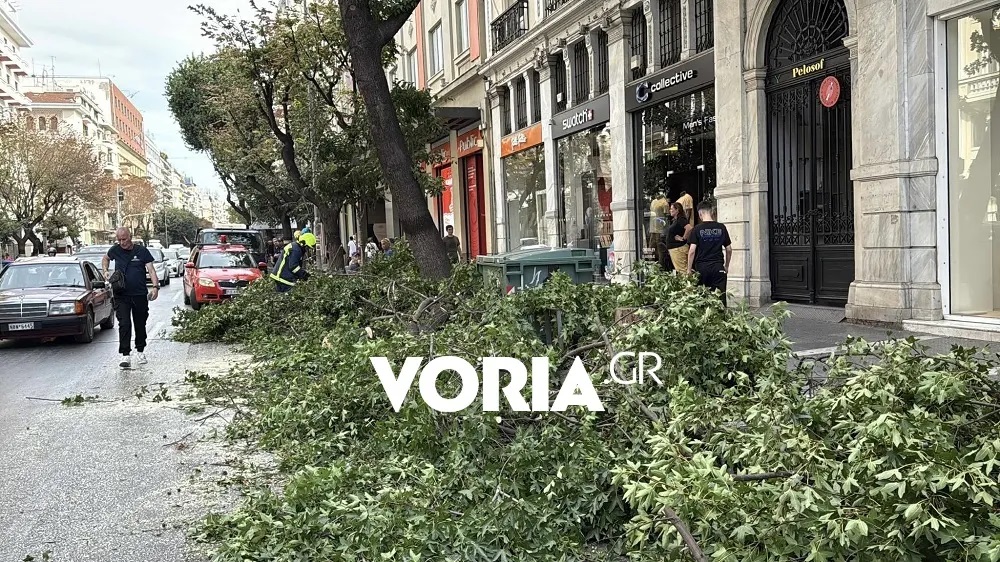 Θεσσαλονίκη, Τσιμισκή, κλαδί δέντρου