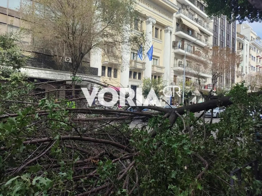 Θεσσαλονίκη, Τσιμισκή, κλαδί δέντρου