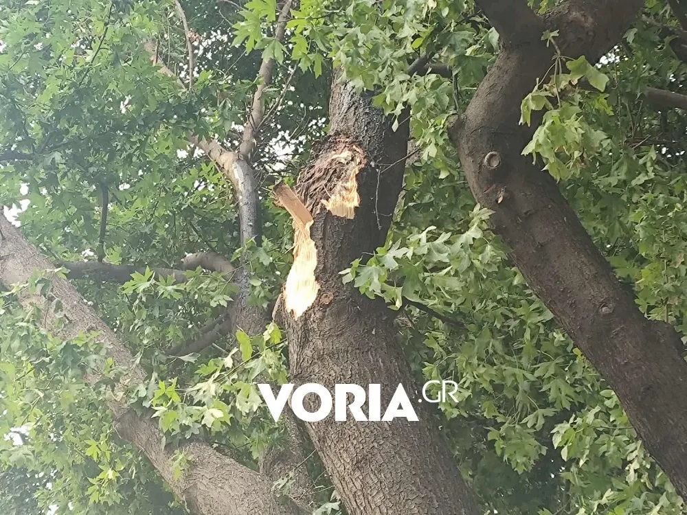 Θεσσαλονίκη, Τσιμισκή, κλαδί δέντρου