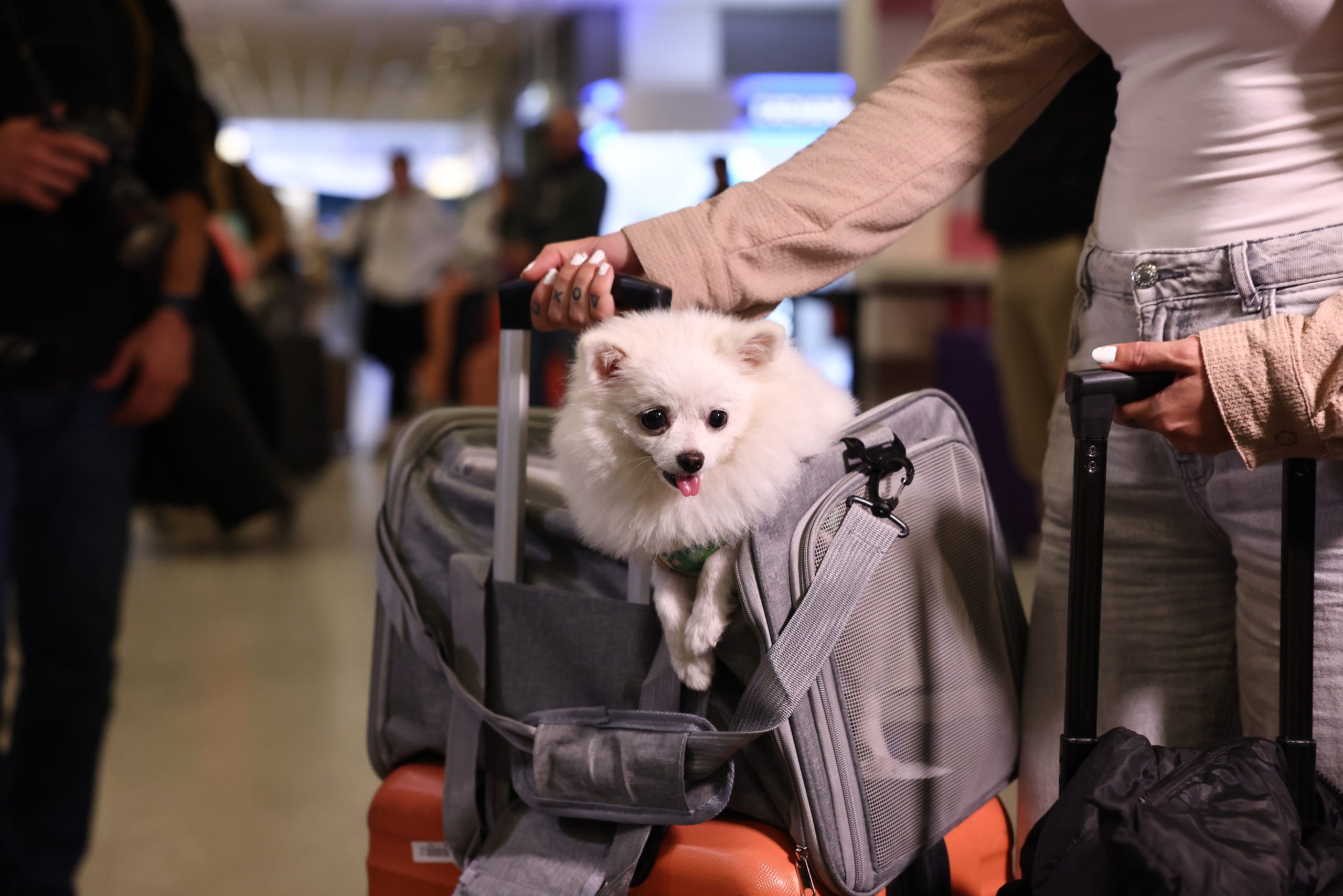 Επαναπατρισμός εγκλωβισμένων στο Άμπου Ντάμπι, Ελ. Βενιζέλος