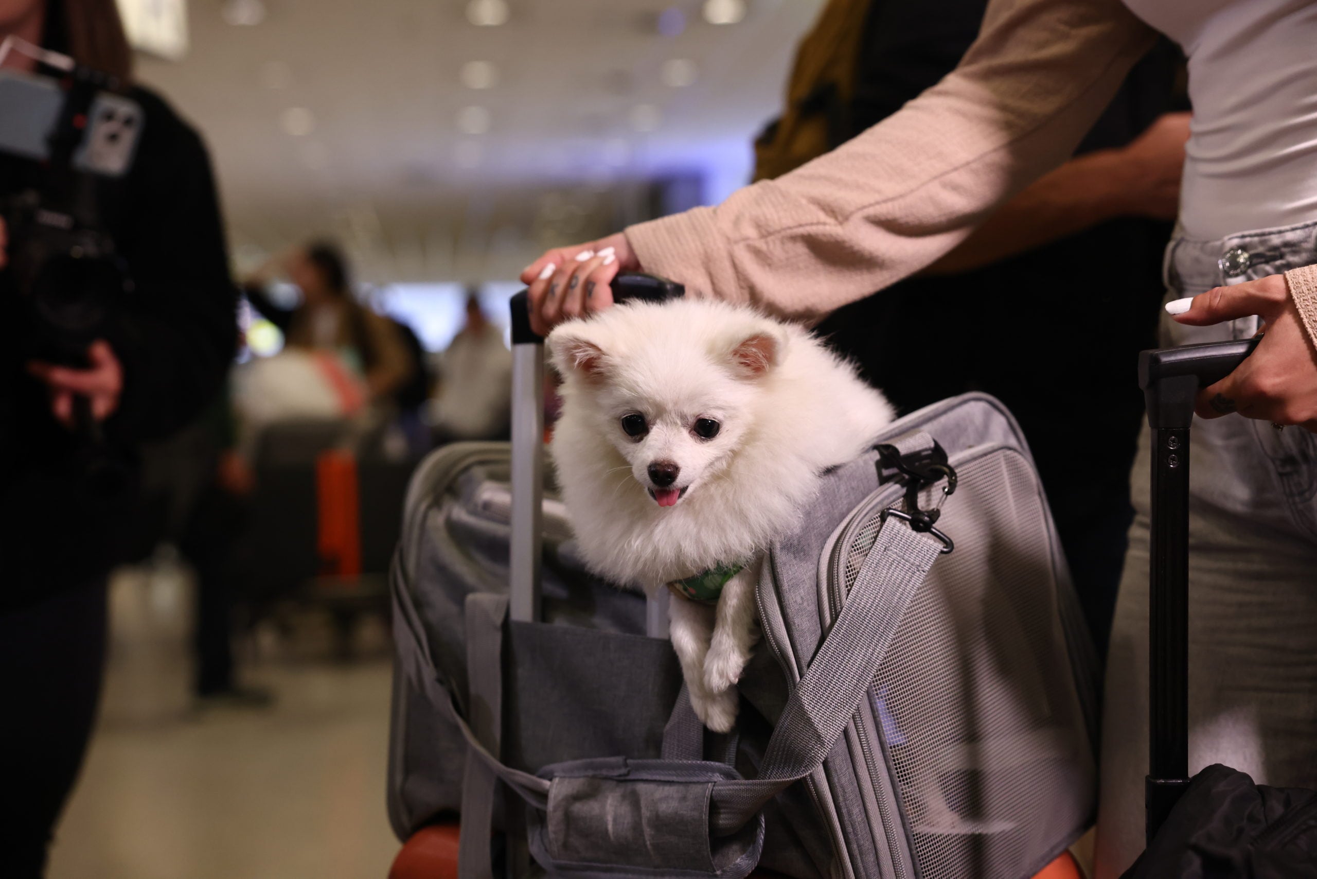 Επαναπατρισμός εγκλωβισμένων στο Άμπου Ντάμπι, Ελ. Βενιζέλος