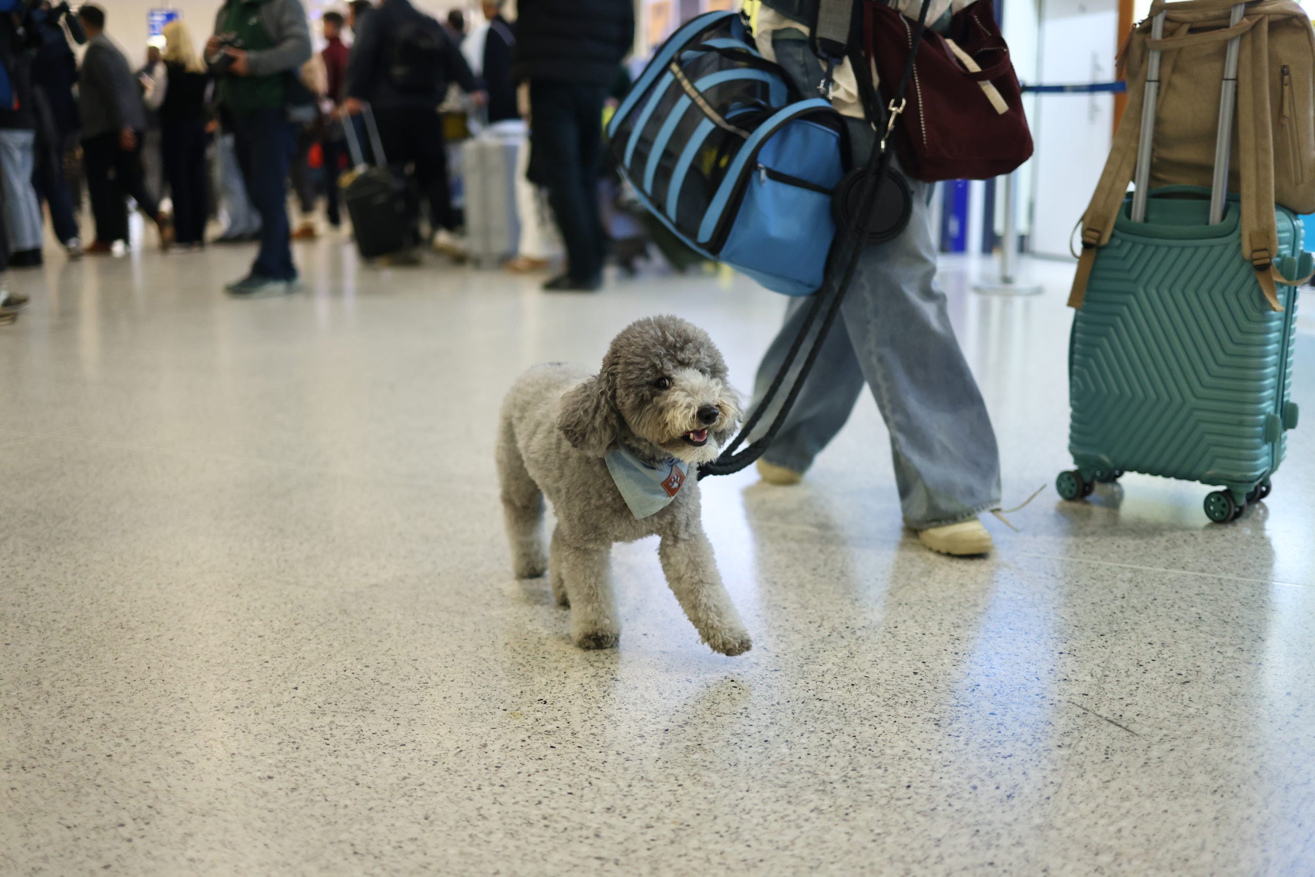 Επαναπατρισμός εγκλωβισμένων στο Άμπου Ντάμπι, Ελ. Βενιζέλος