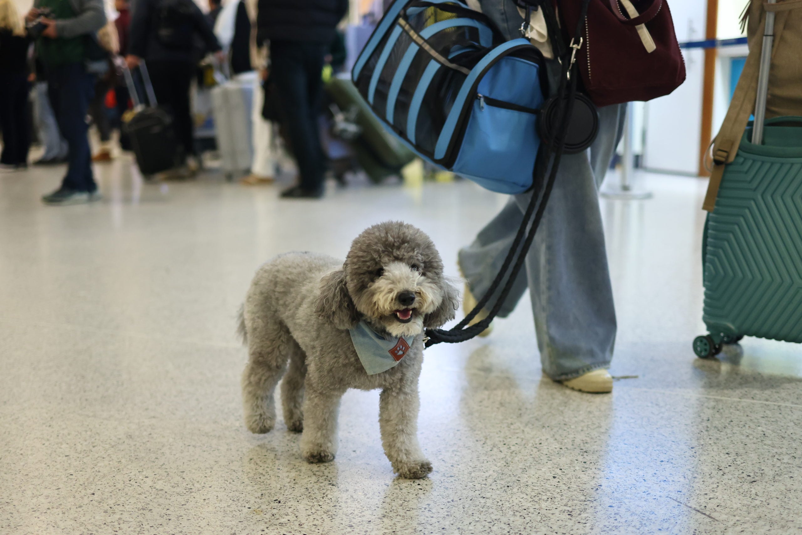 Επαναπατρισμός εγκλωβισμένων στο Άμπου Ντάμπι, Ελ. Βενιζέλος