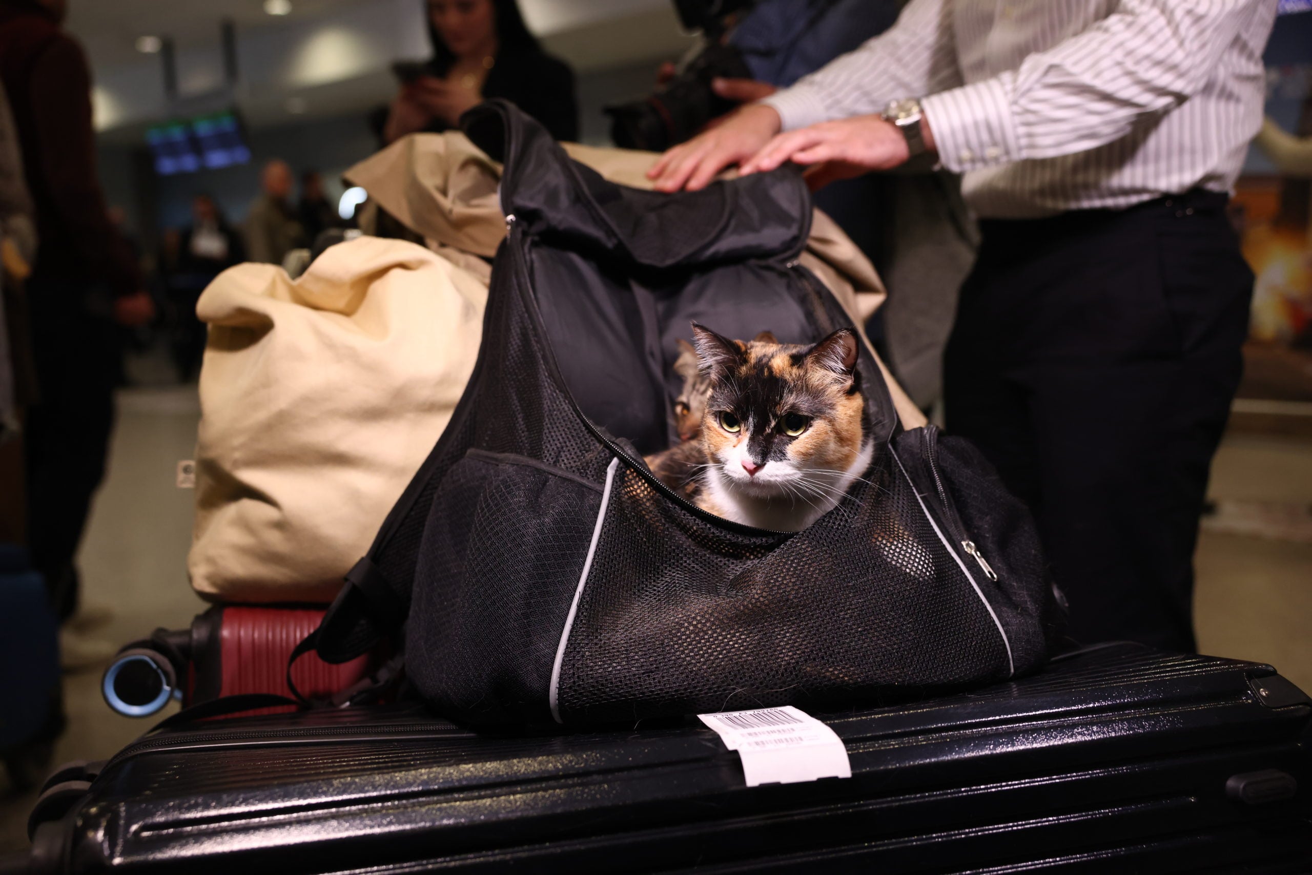 Επαναπατρισμός εγκλωβισμένων στο Άμπου Ντάμπι, Ελ. Βενιζέλος