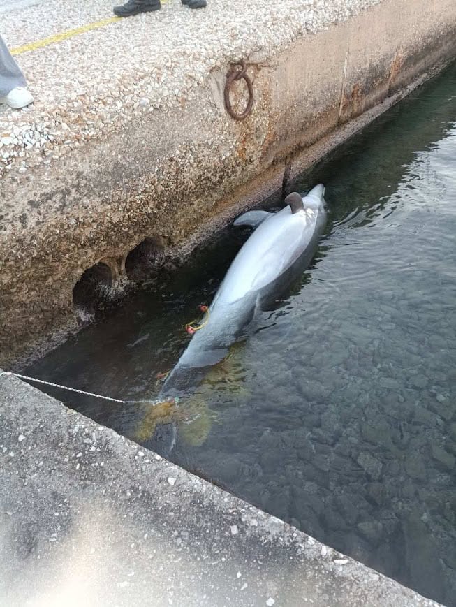 Σίφνος, νεκρό δελφίνι
