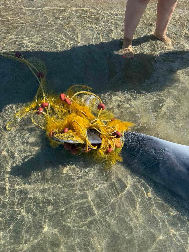 Σίφνος, νεκρό δελφίνι