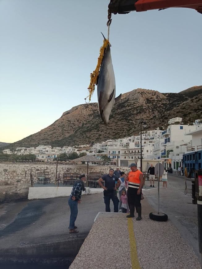 Σίφνος, νεκρό δελφίνι